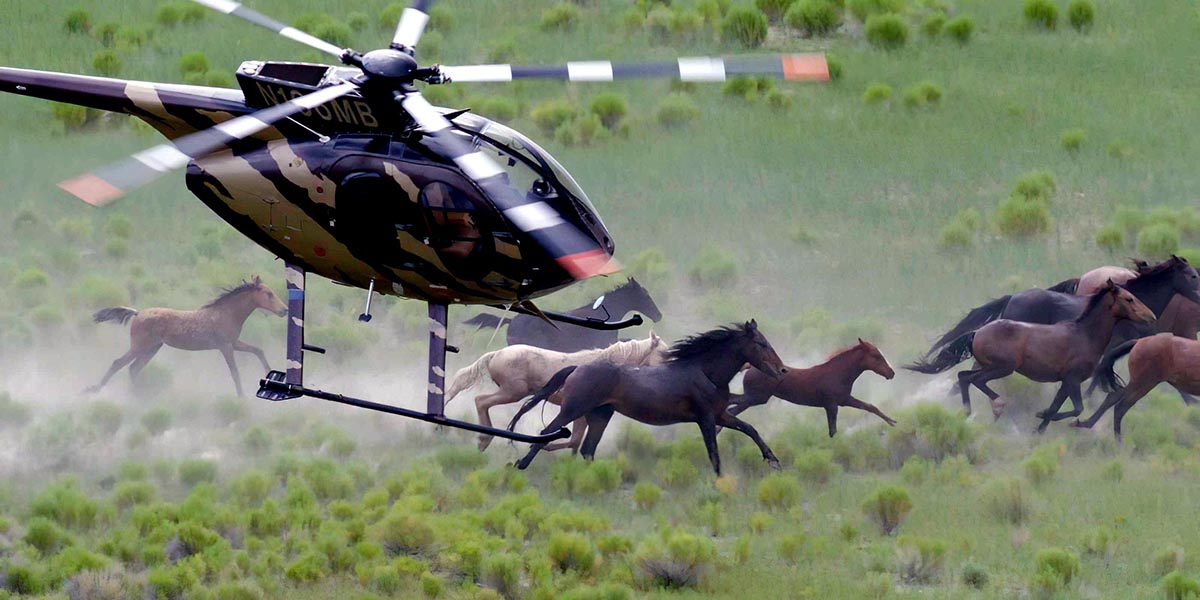 Wild horses being chased by helicopters  Photo: American Wild Horse Campaign